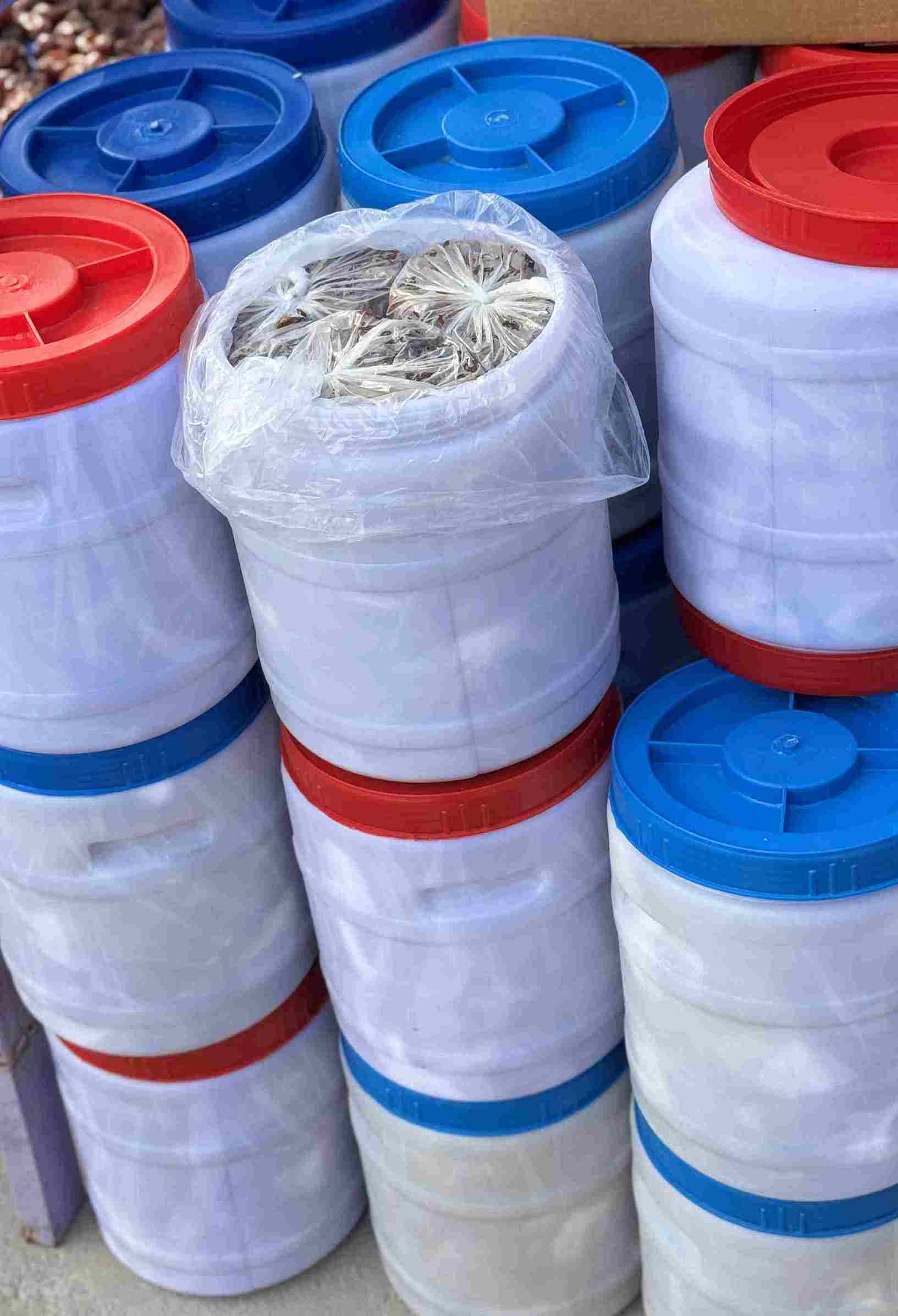 کبکاب پرشیره دبه ای