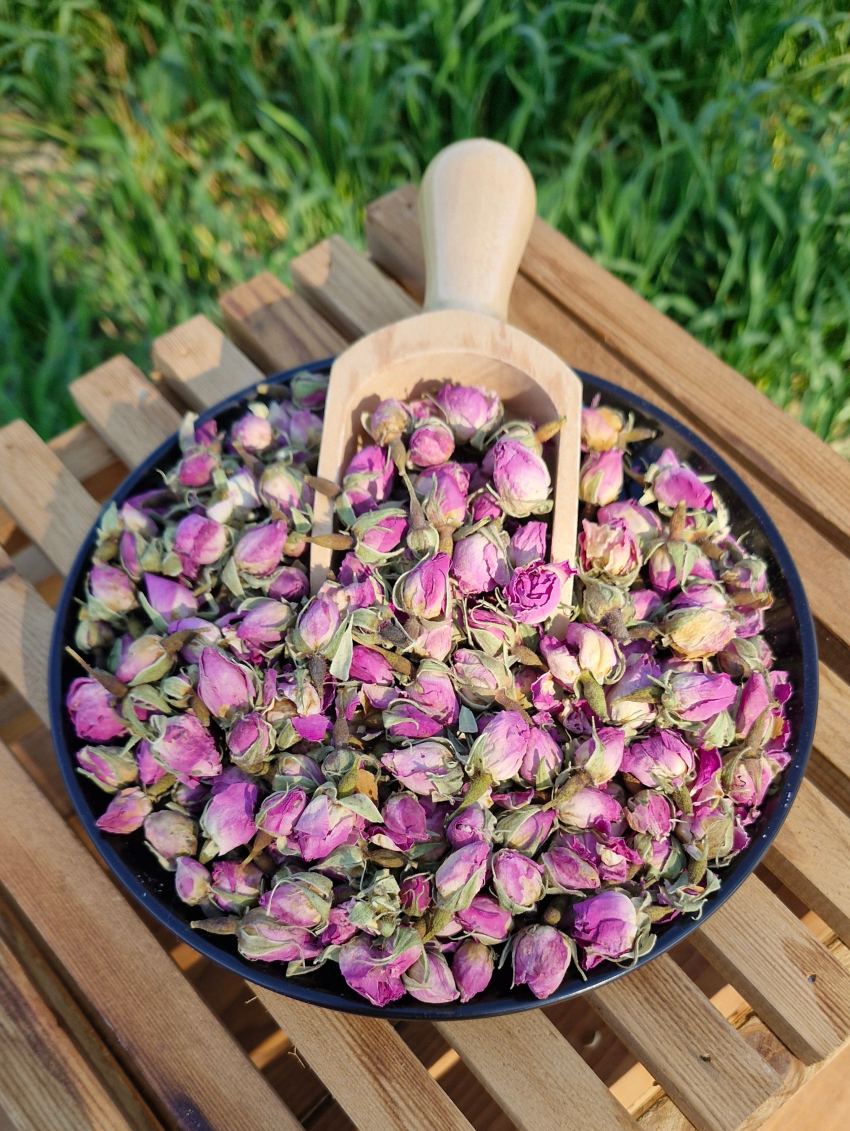 گل محمدی